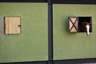 Horse looking out of window