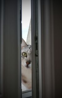 Close-up of cat looking through window