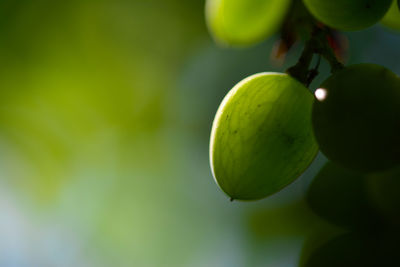 Wine, plant, fruit