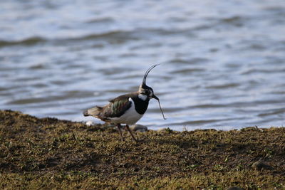 Lapwing with worm in its beak