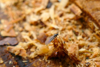 Close-up of fly