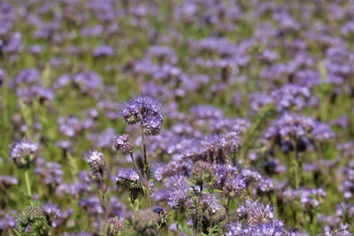 Close-up of purple flowering plant on field