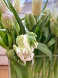 Close-up of white flowering plant