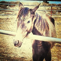 Horse on field