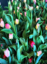 High angle view of multi colored tulips