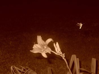 Close-up of insect flying against sky at night