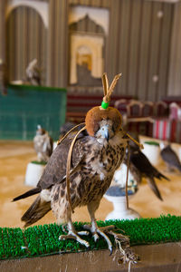 Close-up of bird perching on table