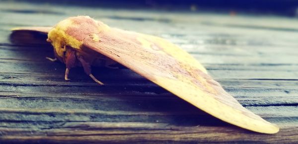 Close-up of lizard on wood
