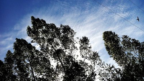 Low angle view of silhouette trees against sky