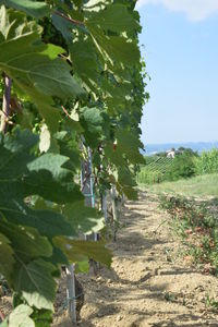 Footpath amidst trees