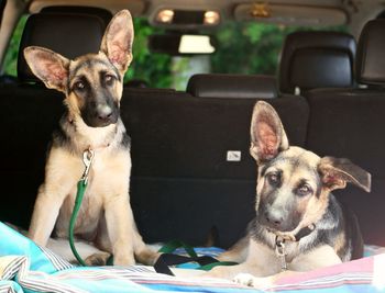 Portrait of dog in car