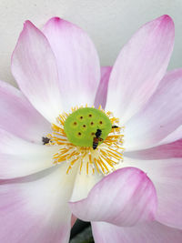 Close-up of fresh pink lotus water lily