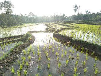 Plants growing on field by lake