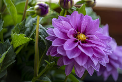 Close-up of pink flowering plant