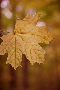 Leaves on the branches in the autumn forest. autumn leaves. natural background. selective focus.