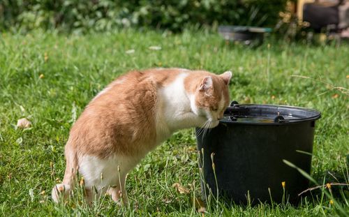 View of a cat on grass near water bucket