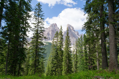 Trees and mountains in the dolomite in veneto, italy