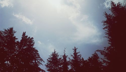 Low angle view of silhouette trees against sky