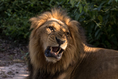 Close-up of lion