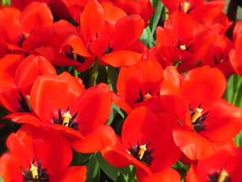 Close-up of red flowering plants