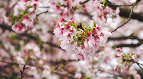 Close-up of pink cherry blossom