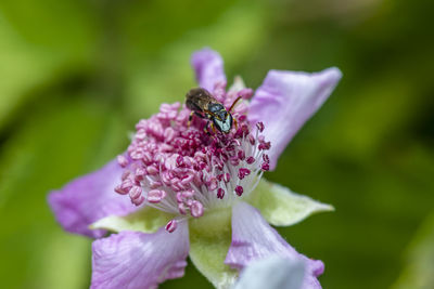 Close-up of insect on purple flower