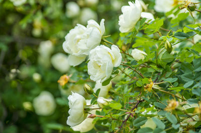 Close-up of white roses