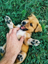 High angle view of dog with hand on grass