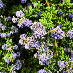 Close-up of purple flowering plants