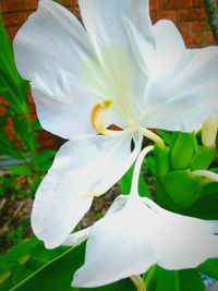 Close-up of white flower blooming outdoors