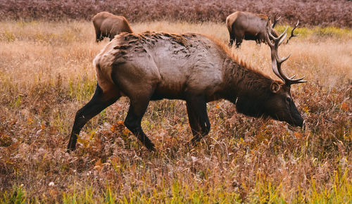 Side view of sheep on field