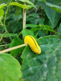 Close-up of insect on yellow leaf