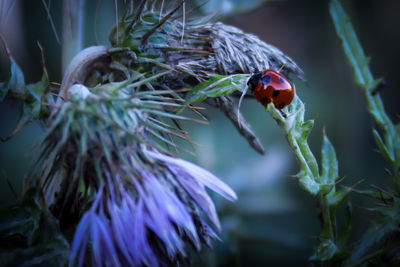 Close-up of plant against white background