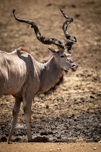 Close-up of male greater kudu licking lip