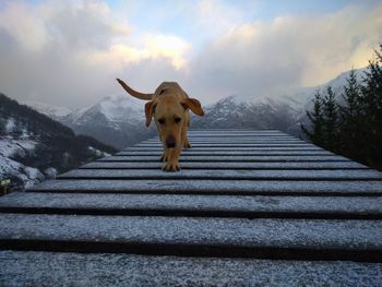 Dog standing on snow covered mountain