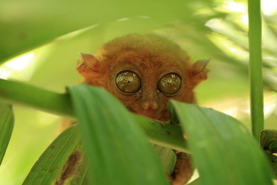 Close-up of tarsier