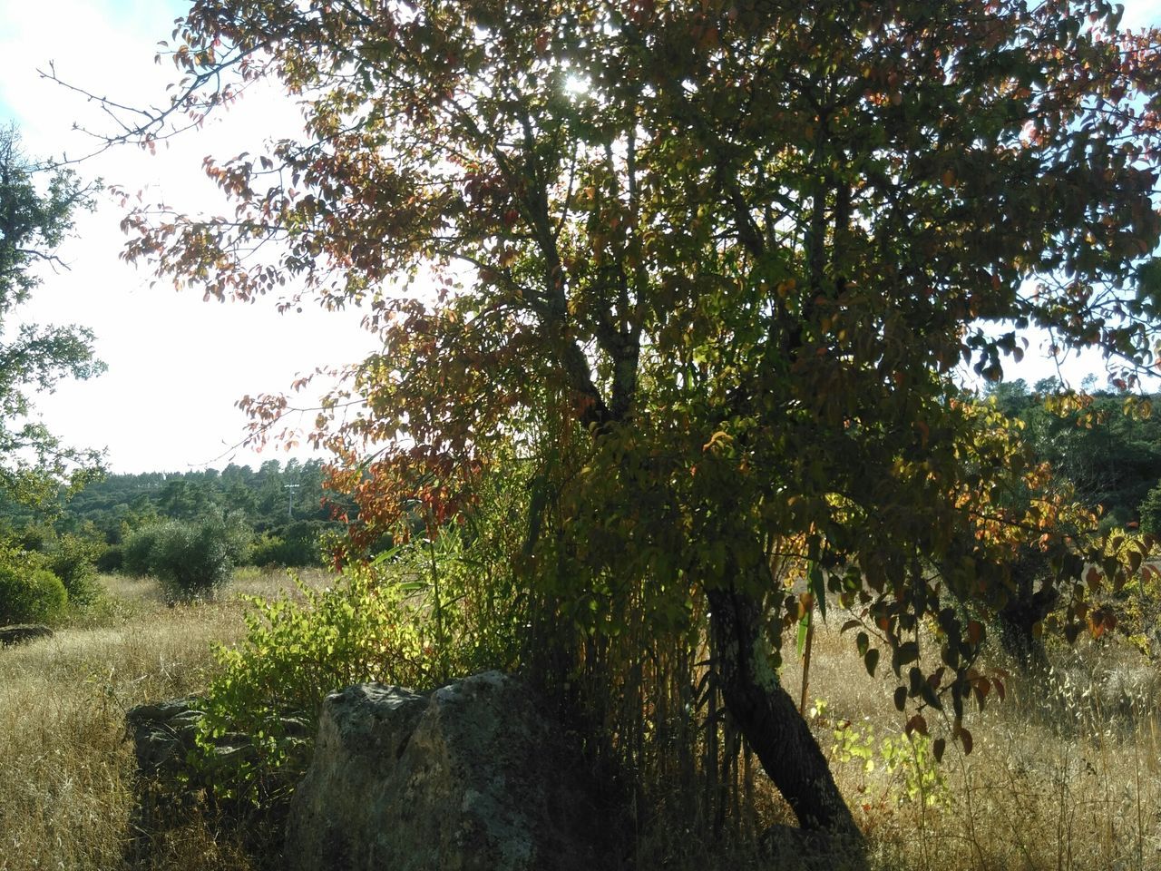 tree, growth, tranquility, nature, tranquil scene, field, sunlight, beauty in nature, landscape, branch, scenics, grass, green color, tree trunk, sky, clear sky, plant, growing, shadow, day