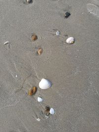 Seashell on sand at beach