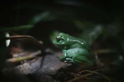 Close-up of frog