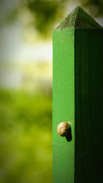 Close-up of snail on wood