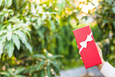 Close-up of red flag on plant