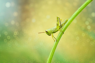 Close-up of grasshopper on plant