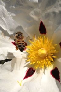 Close-up of yellow flower