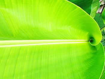 Full frame shot of green leaf