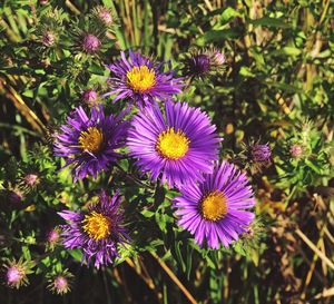 Close-up of purple flowers blooming outdoors