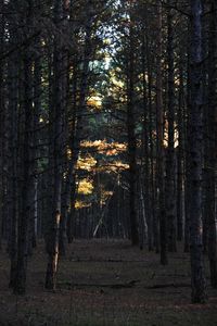 Trees in forest