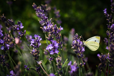 Close-up of butterfly pollinating on lavender