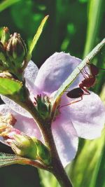 Close-up of purple flowers blooming outdoors