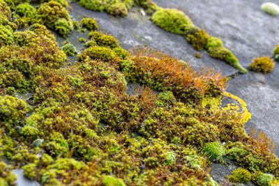 Close-up of moss growing on rock