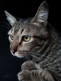 Close-up portrait of cat sitting against black background